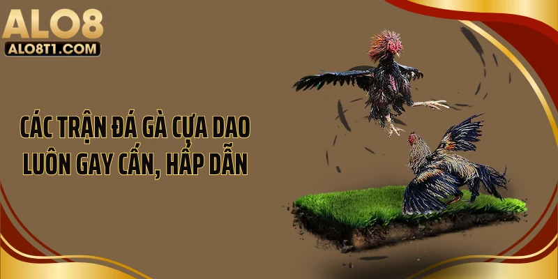 Các trận đá gà cựa dao luôn gay cấn, hấp dẫn