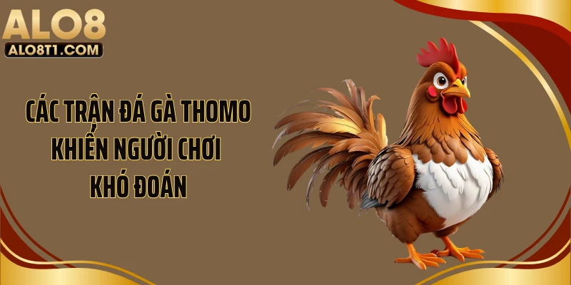 Các trận đá gà Thomo khiến người chơi khó đoán