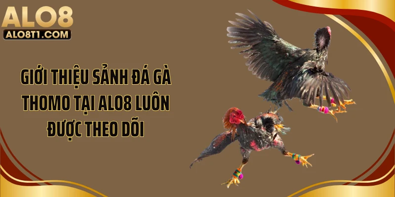 Giới thiệu sảnh đá gà Thomo tại ALO8 luôn được theo dõi